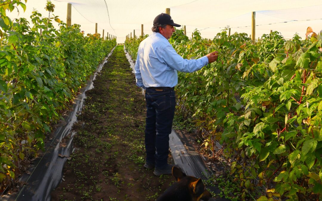 Cultivo de frambuesas en Tiltil y Colina toma fuerza gracias a innovador proyecto