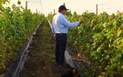 Cultivo de frambuesas en Tiltil y Colina toma fuerza gracias a innovador proyecto